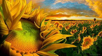 Sunflowers, Field, Closeup, Sunset HD wallpaper