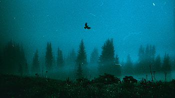 Saving Ourself , birds, artist, artwork, digital-art HD wallpaper