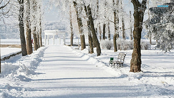 Snowy road in the park, winter, snow, road, park, tree HD wallpaper