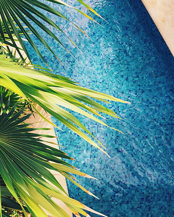 Vibrant palm leaves over a sparkling blue pool evoke tropical relaxation in this Mexico resort scene. HD phone wallpaper