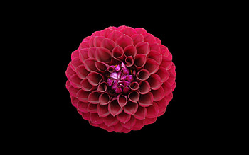 Red flower, Golden Ratio section, Nature, Artistic HD wallpaper
