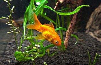 Goldfish, , Background , Aquatic beauty HD wallpaper
