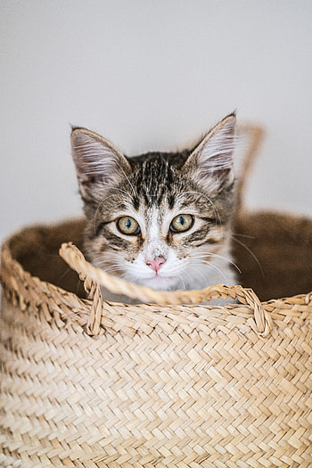 Animals, Kitty, Kitten, Pet, Sight, Opinion, Basket HD phone wallpaper
