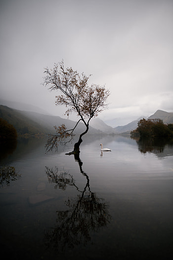 Nature, Autumn, Lake, Swan HD phone wallpaper