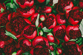 Flowers, Petals, Buds HD wallpaper