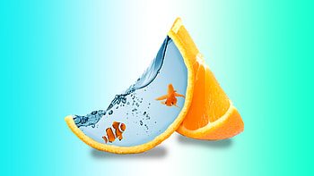 Fish Creative Art, creative, fish HD wallpaper
