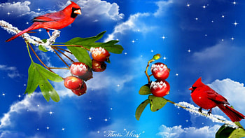 Cardinals At Winter Season, winter, blue, cute, beautiful, cardinals HD wallpaper