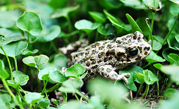 Master of camouflage, Green toad, Amphibian of the year, European wilderness HD wallpaper