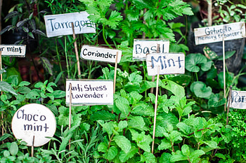 Perennial herbs, Garden treasures, Year-round growth, Abundant flavors HD wallpaper