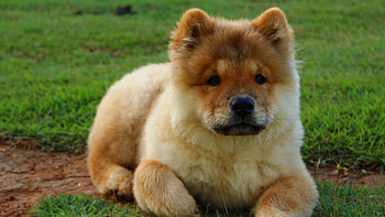 Puppy, Chow Chow HD wallpaper