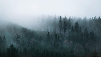 Forest in the Mist, forest, fog HD wallpaper