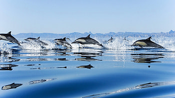 Animals, Dolfins HD wallpaper