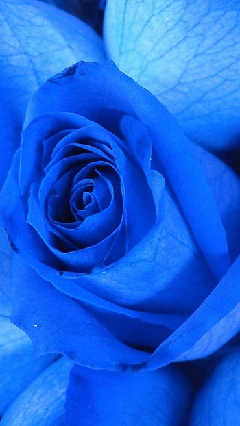 Blue Rose, Rose, Blue, flower HD phone wallpaper