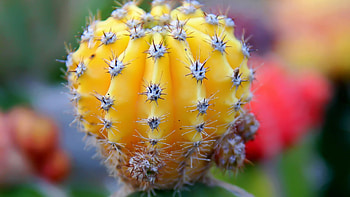 Cactus, background, Desert's majesty, Natural beauty HD wallpaper