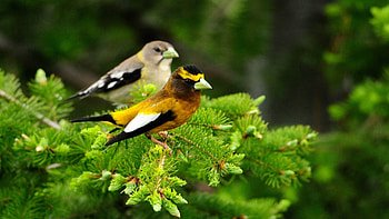 Animals, Birds, Couple, Pair, Branch HD wallpaper