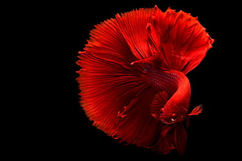 A stunning red Betta fish captured gracefully against a dark black background. HD wallpaper