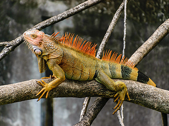 Animals, Branch, Reptile, Scales, Scale, Iguana HD wallpaper