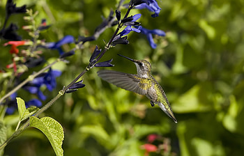 Animals, Flowers, Humming-Birds, Bird, Flight, Wings, Wave, Sweep HD wallpaper