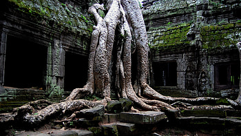 Ancient tree, old, ruins, nature, ancient, tree HD wallpaper