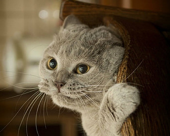 Knock Knock, animal, cute, cat, funny HD wallpaper