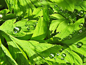 green leaves, drops, leaves, water, green HD wallpaper