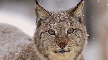Animals, Snow, Snowflakes, Iris, Muzzle HD wallpaper