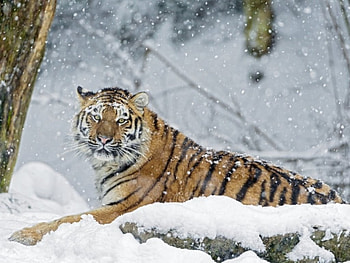 Tiger in the snow, snowflake, tiger, animals, snow, big cat HD wallpaper