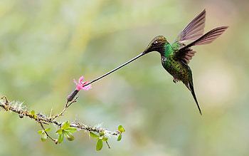 Sword Billed Hummingbird, hummingbird, nature, bird, flower HD wallpaper