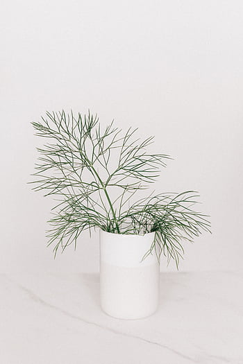 Elegant minimalist floral arrangement in a white vase on a marble surface. HD phone wallpaper