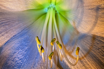 Flower, Macro, Petals, Stamens HD wallpaper