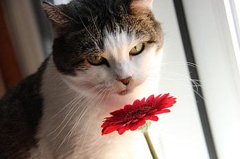 A flower for you!, pisica, animal, flower, red, cat, gerbera HD wallpaper