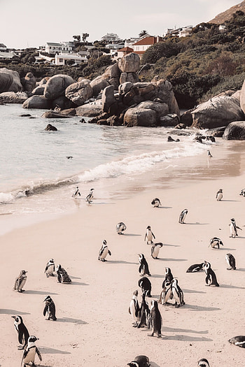 Boulders Beach Cape Town, Towns HD phone wallpaper