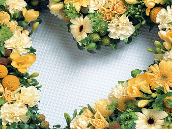 Flower heart, nature, herat, daisy, flower HD wallpaper