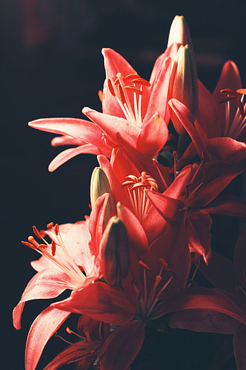 Flowers, Lilies, Blur, Smooth, Bouquet HD phone wallpaper
