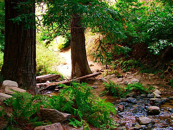Lovely Small Creek, trees, plants, water, rocks HD wallpaper