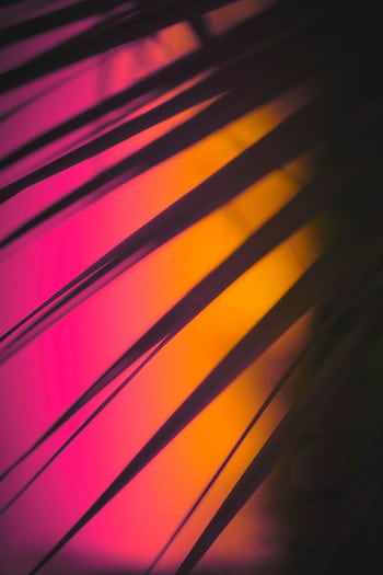 Creative abstract of leaf shadows on a colorful pink and yellow wall, creating a moody atmosphere. HD phone wallpaper
