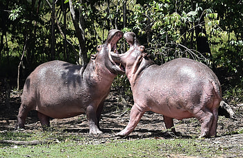 Pablo Escobar's hippos, Hippopotamus HD wallpaper