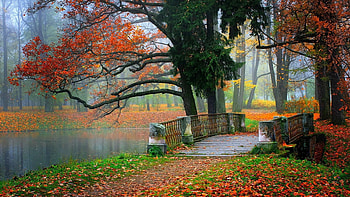 Autumn tree leaves beauty nature landscape lake bridge | | 733313 | UP HD wallpaper
