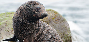 Vulnerable fur seals, Safety net loss, Hakai magazine feature, Natural habitat HD wallpaper