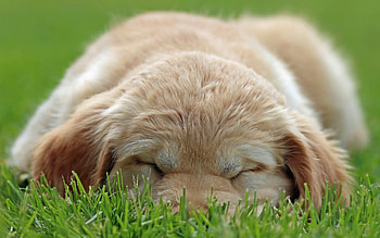 Animals, Dogs HD wallpaper