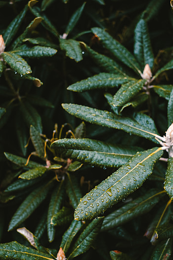 Leaves, Plant, Macro, Wet HD phone wallpaper
