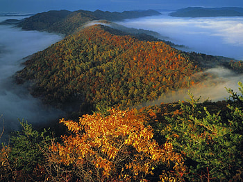 Nature, Trees, Mountains, Autumn, Fog, Shroud HD wallpaper