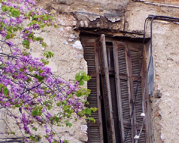 Spring Blossoms and Decay, decay, spring, blossoms HD wallpaper