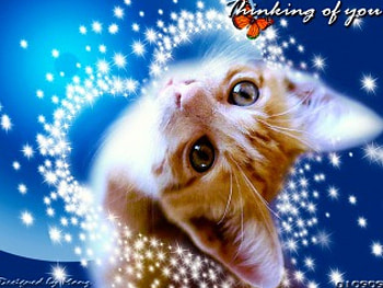 Thinking Of You, cute, cat, pet, love HD wallpaper