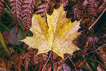 Grass, Autumn, Macro, Sheet, Leaf, Maple HD wallpaper