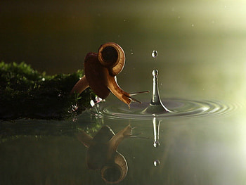 Reflections, snail, toadstool, water, unique HD wallpaper