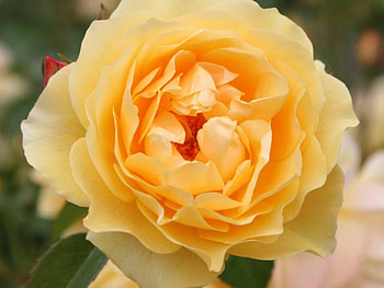 Roses, flowers, close up, flower HD wallpaper