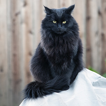 Animals, Cat, Fluffy, Sight, Opinion, Black Cat, Angry HD wallpaper