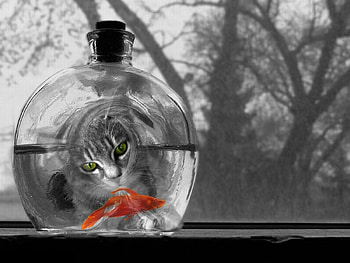Animals, Cat, Aquarium, Small Fish, Fishy HD wallpaper