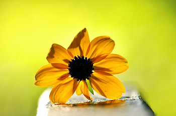 Yellow Sun, yellow color, nature, flowers, sun HD wallpaper